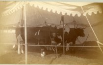 New England Fair Grounds